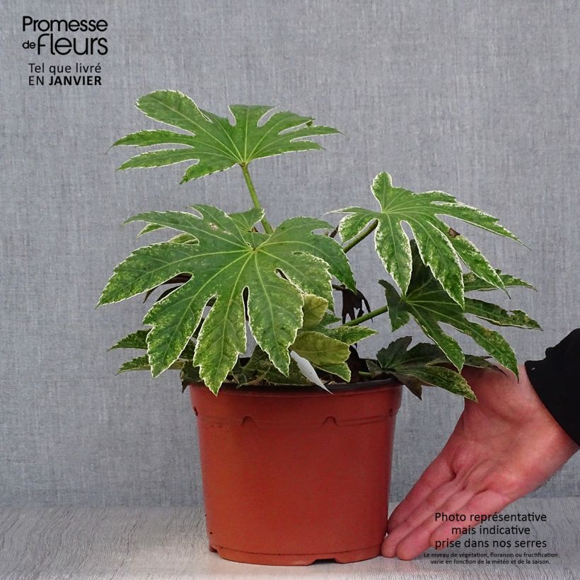 Fatsia japonica Variegata Vaso da 3L/4L esemplare consegnato in inverno