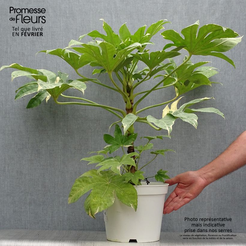 Esemplare di Fatsia japonica Variegata Vaso da 6L/7L come consegnato in autunno