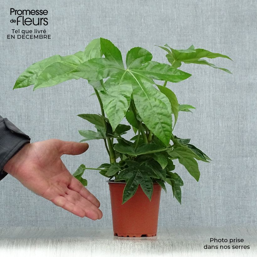 Fatsia japonica - Aralia giapponese Vasetto da 8/9 cm esemplare consegnato in inverno