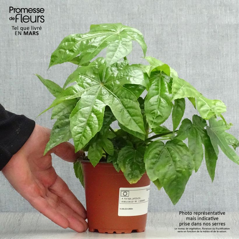 Fatsia japonica - Aralia giapponese Vasetto da 8/9 cm esemplare consegnato in primavera