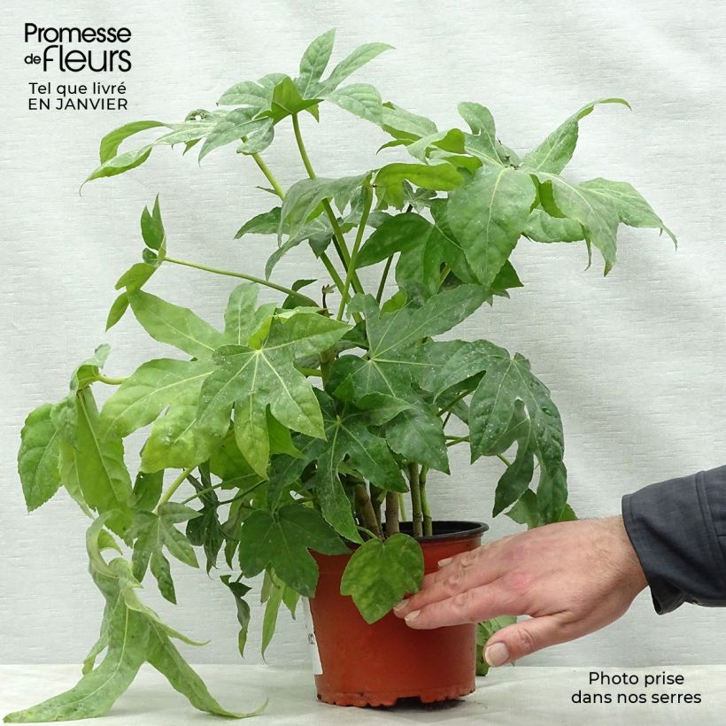 Fatsia japonica - Aralia giapponese Vaso da 2L/3L esemplare consegnato in inverno