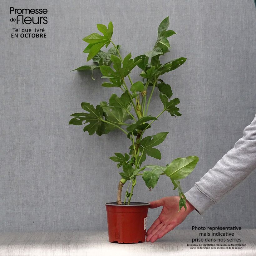 Esemplare di Fatsia japonica - Aralia giapponese Vaso da 2L/3L come consegnato in autunno