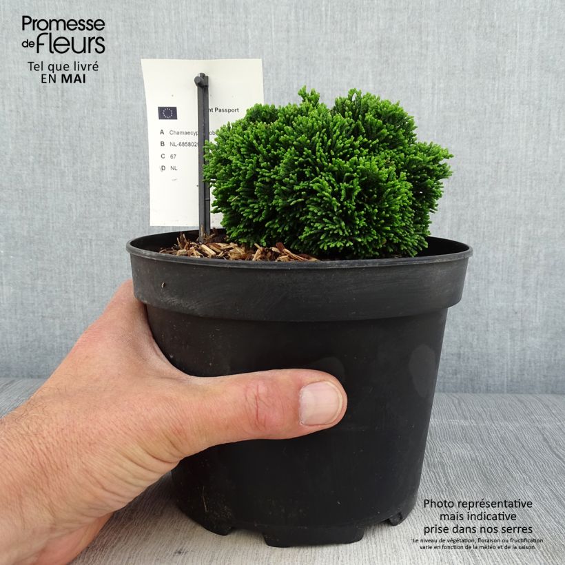 Chamaecyparis obtusa Juniperoides - Cipresso di Hinoki Vaso da 2L/3L esemplare consegnato in primavera