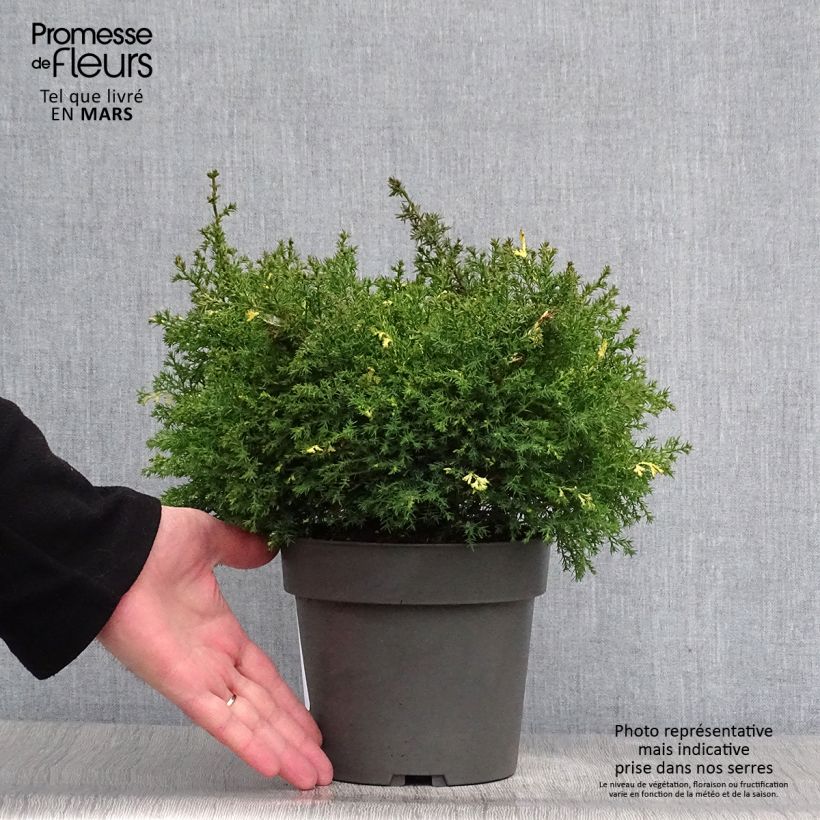Chamaecyparis obtusa Saffron Spray - Cipresso di Hinoki Vaso da 2L/3L esemplare consegnato in primavera