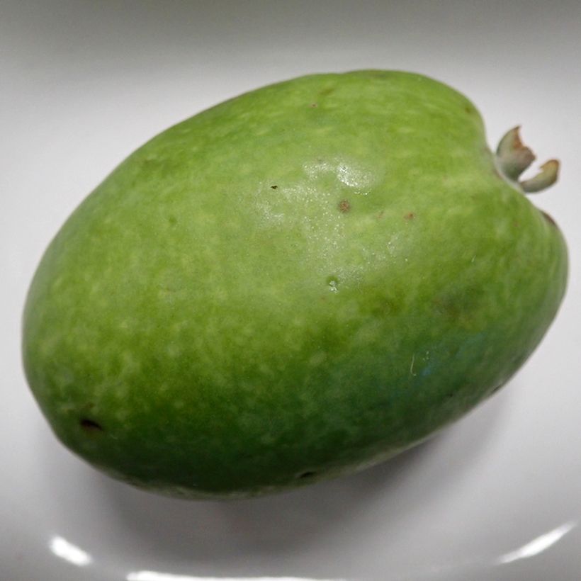 Acca sellowiana Mammouth - Feijoa (Raccolta)