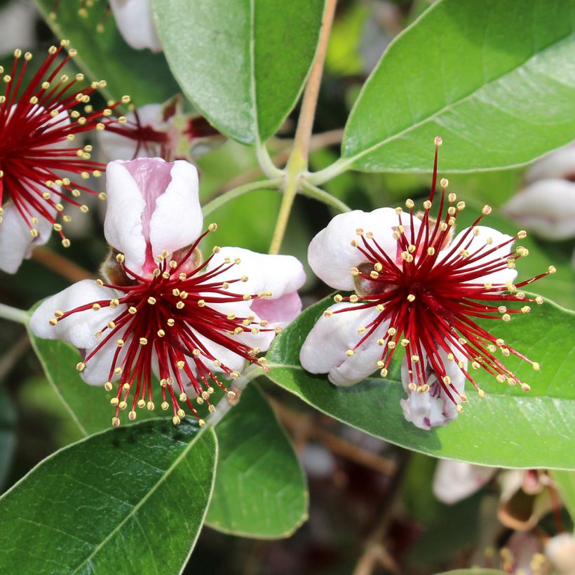 Acca sellowiana Mammouth - Feijoa (Fioritura)