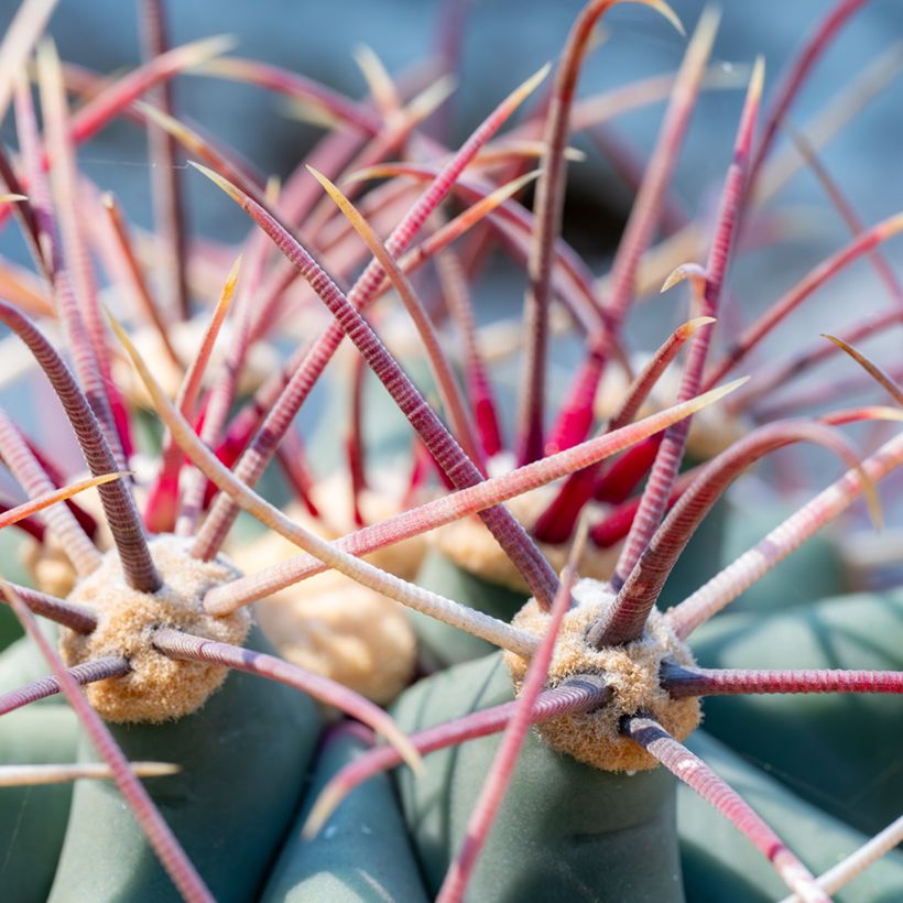 Ferocactus emoryi (Fogliame)