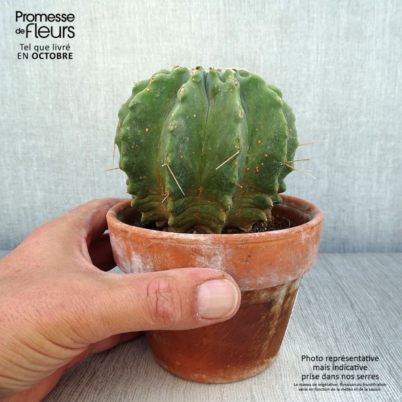 Esemplare di Ferocactus glaucescens Inermis Vaso da Ø 12 cm / 13 cm come consegnato in autunno