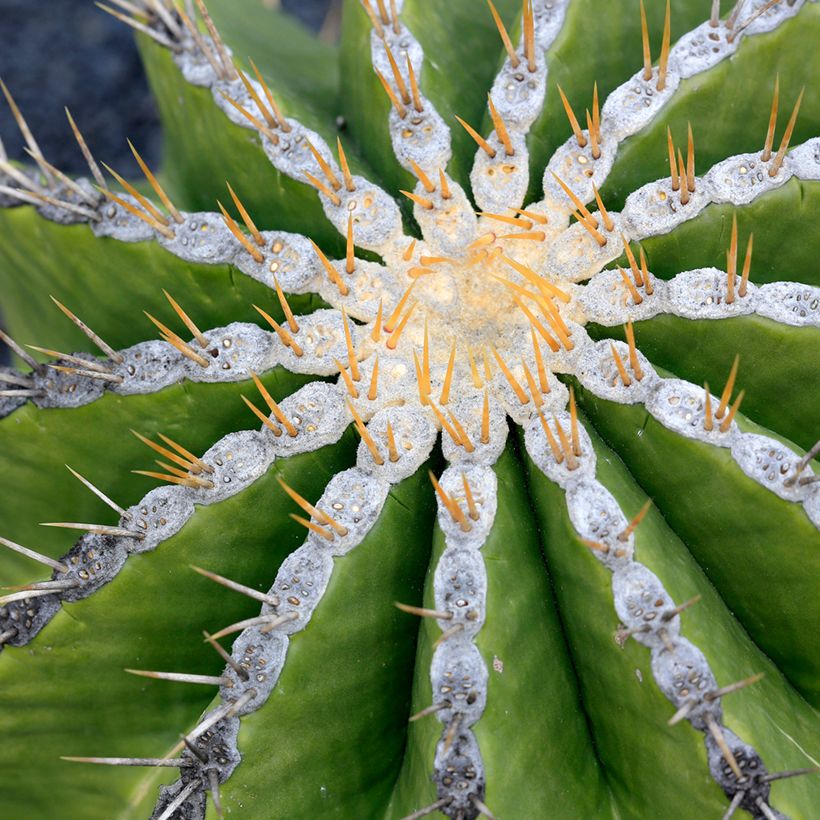 Ferocactus schwarzii (Fogliame)