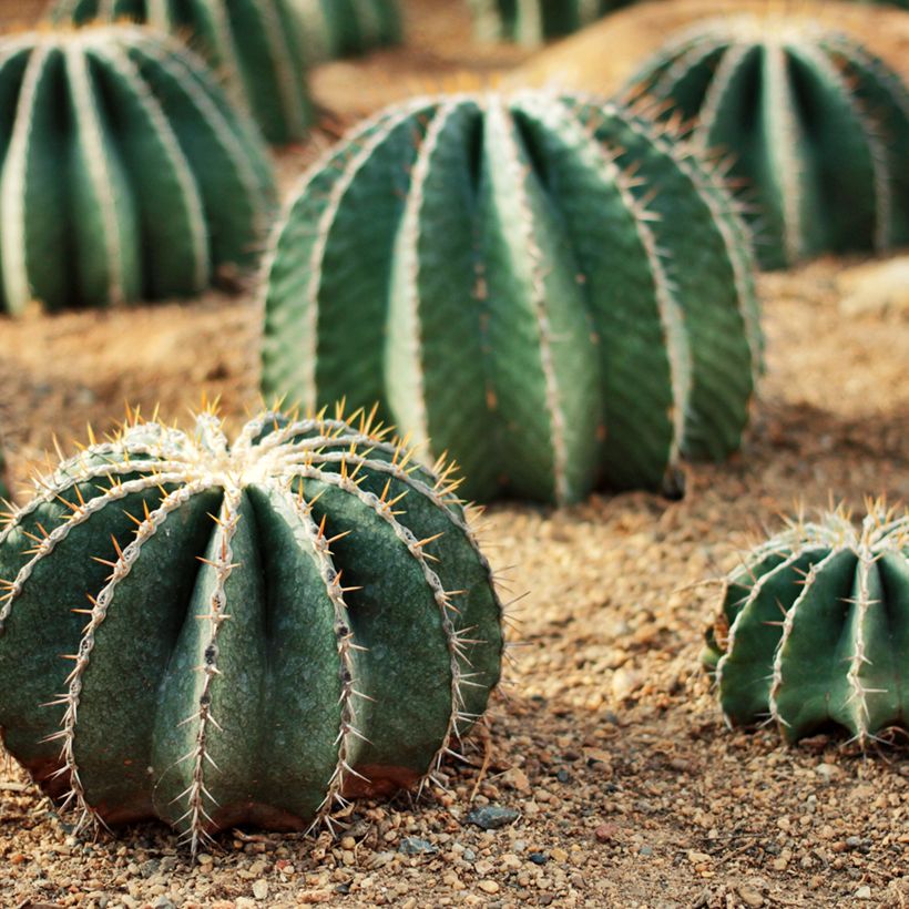 Ferocactus schwarzii (Porto)