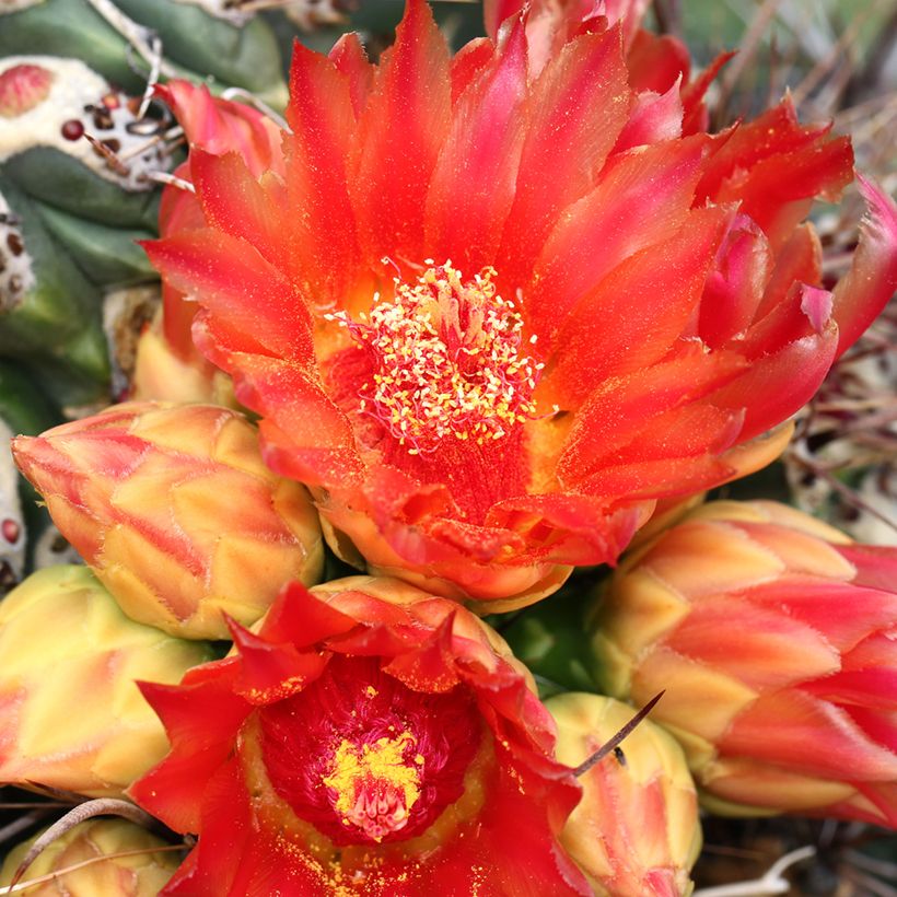 Ferocactus emoryi (Fioritura)