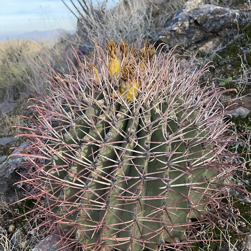 Ferocactus emoryi (Porto)