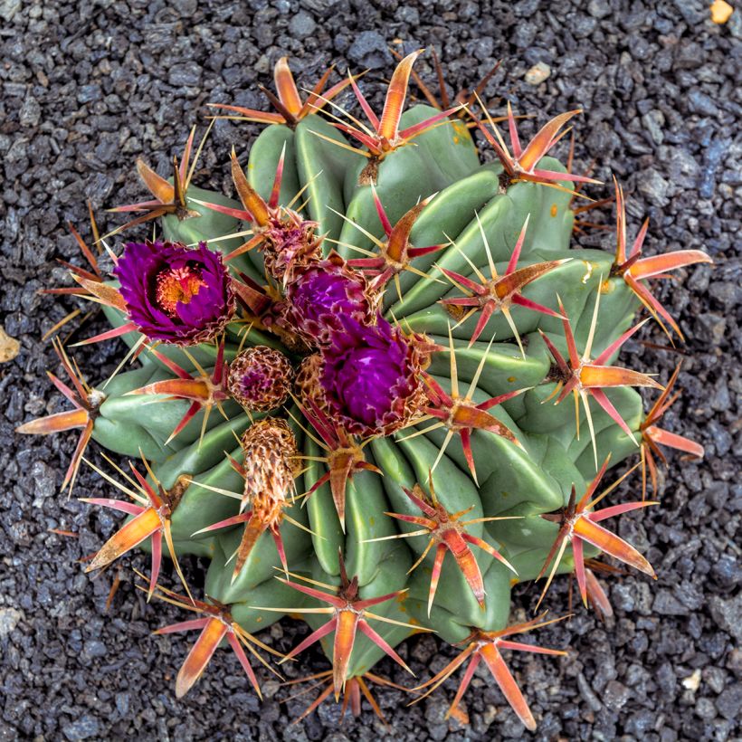 Ferocactus latispinus (Fioritura)