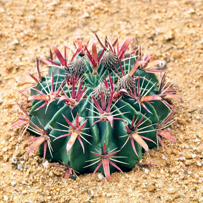 Ferocactus latispinus (Porto)
