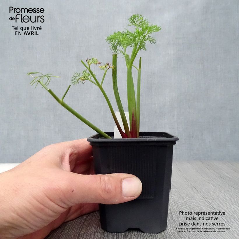 Ferula communis - Finocchiaccio Vasetto da 8/9 cm esemplare consegnato in primavera