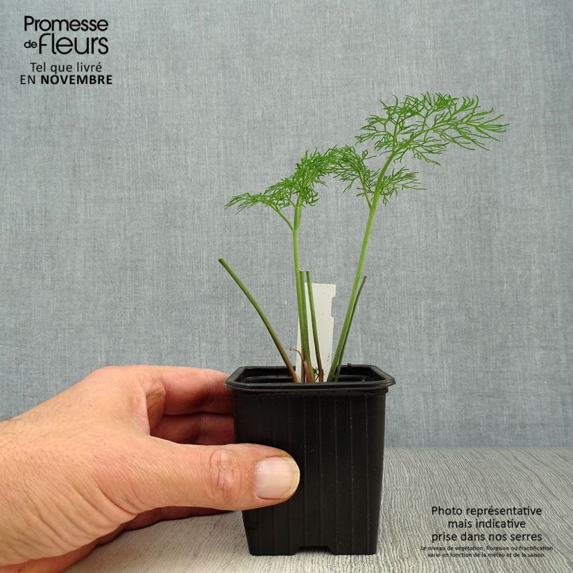 Esemplare di Ferula communis - Finocchiaccio Vasetto da 8/9 cm come consegnato in autunno