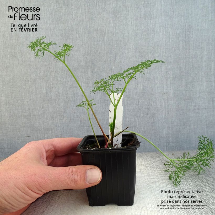 Ferula communis - Finocchiaccio Vasetto da 8/9 cm esemplare consegnato in inverno