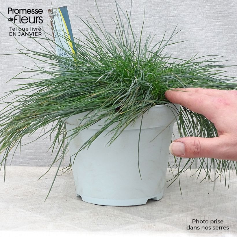 Festuca&#x20;glauca&#x20;Intense&#x20;Blue&#x20;-&#x20;Festuca&#x20;blu&#x20;Vaso&#x20;da&#x20;2L&#x2F;3L&#x20;esemplare&#x20;consegnato&#x20;in&#x20;inverno