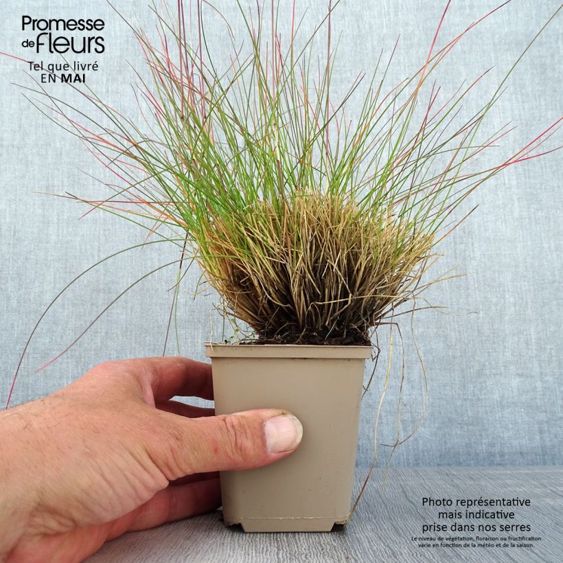 Festuca Sunrise Vasetto da 8/9 cm esemplare consegnato in primavera