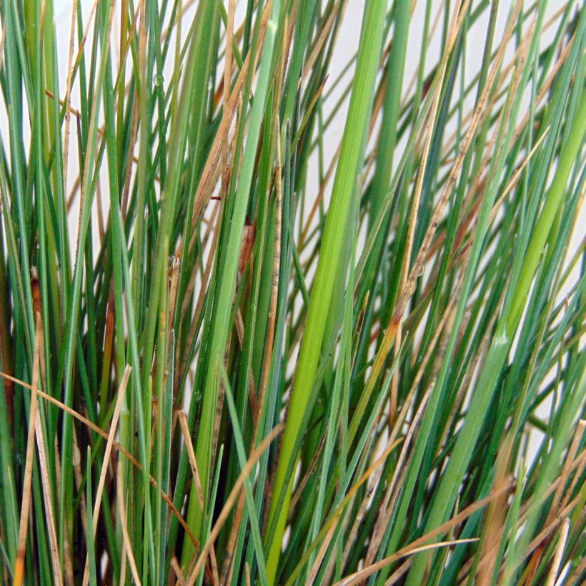 Festuca amethystina (Fogliame)