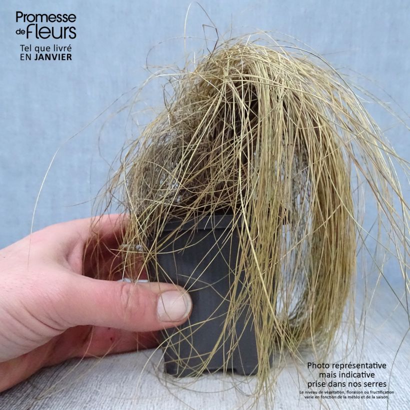 Festuca amethystina Vasetto da 8/9 cm esemplare consegnato in inverno