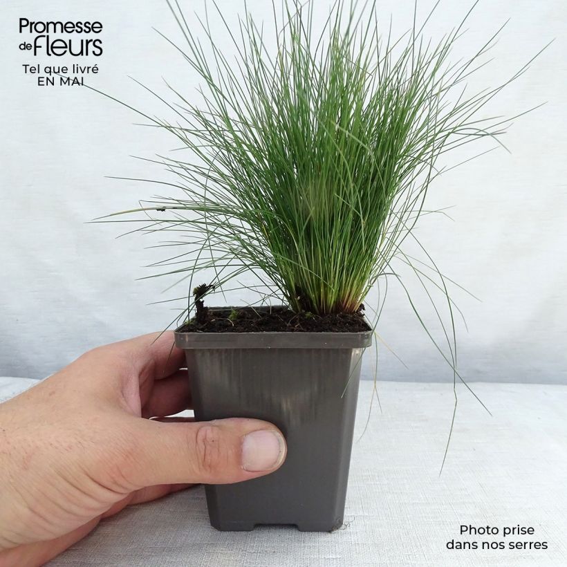 Festuca amethystina Vasetto da 8/9 cm esemplare consegnato in primavera