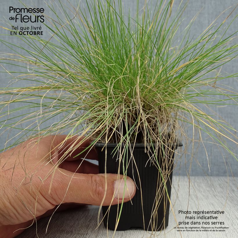 Esemplare di Festuca filiformis - Festuca a foglie capillari Vasetto da 8/9 cm come consegnato in autunno