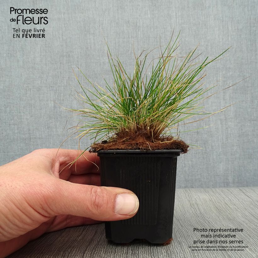 Festuca filiformis - Festuca a foglie capillari Vasetto da 8/9 cm esemplare consegnato in inverno