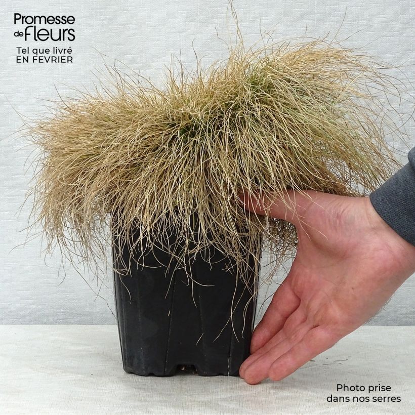 Festuca filiformis - Festuca a foglie capillari Vaso da 2L/3L esemplare consegnato in inverno