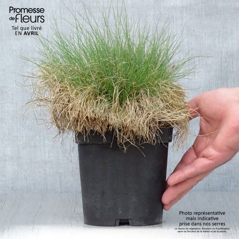 Festuca filiformis - Festuca a foglie capillari Vaso da 2L/3L esemplare consegnato in primavera