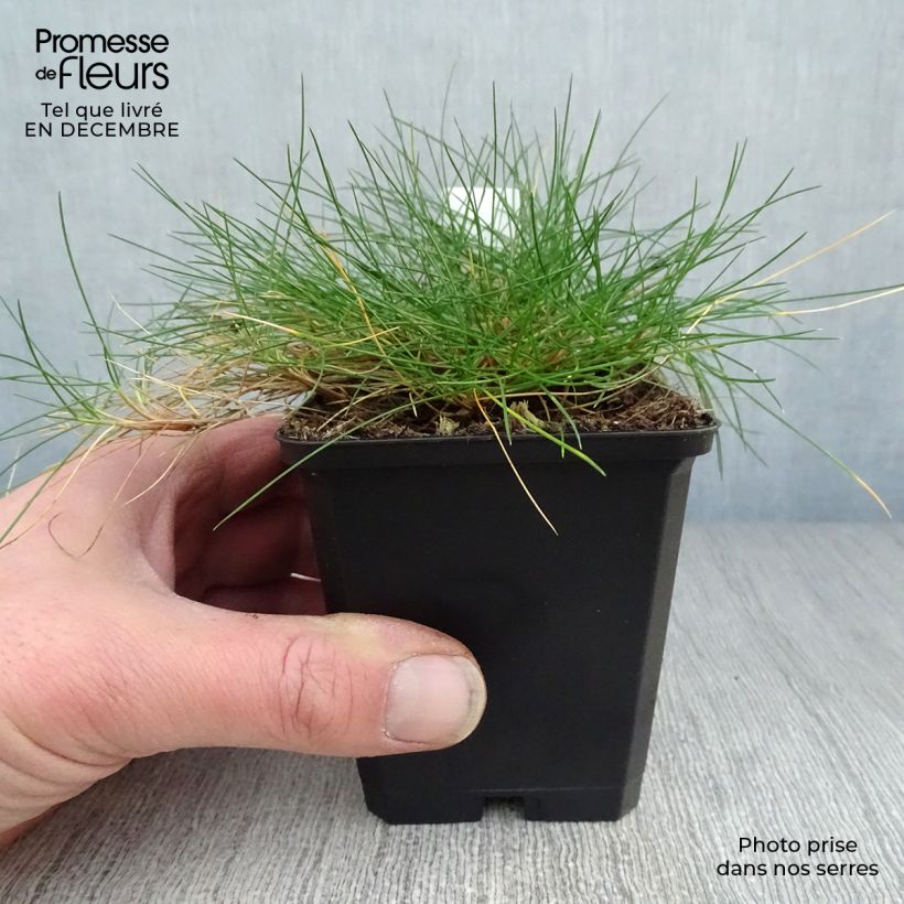 Festuca gautieri Vasetto da 8/9 cm esemplare consegnato in inverno