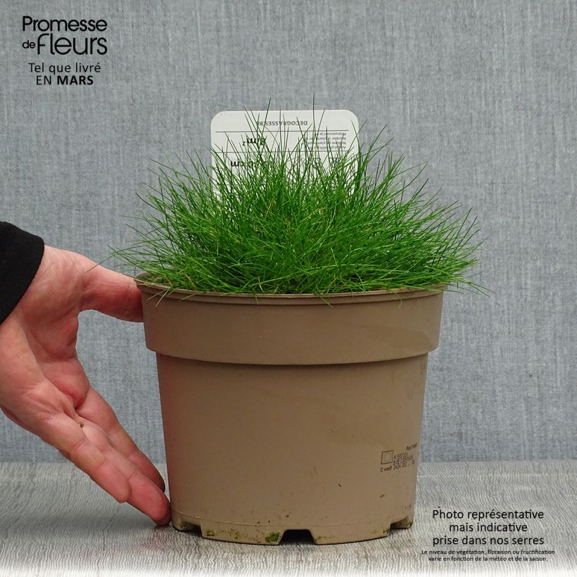 Festuca gautieri Vaso da 2L/3L esemplare consegnato in primavera