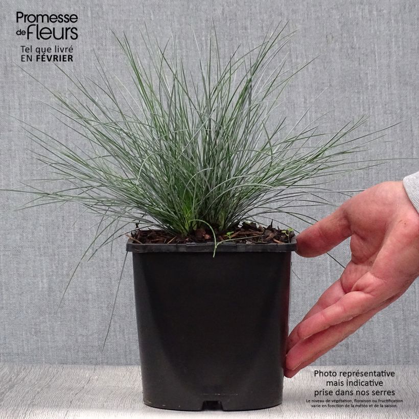 Esemplare di Festuca glauca Elijah Blue - Festuca blu Vaso da 2L/3L come consegnato in autunno