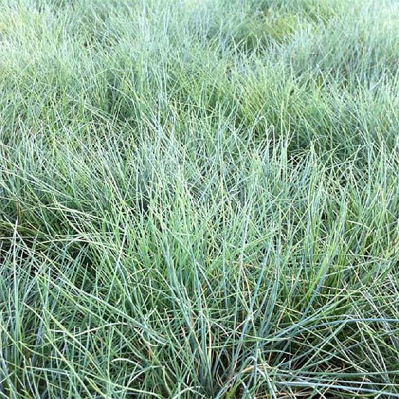 Festuca valesiaca Glaucantha (Fogliame)