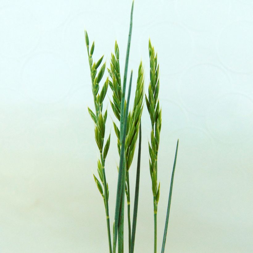 Festuca valesiaca Glaucantha (Fioritura)