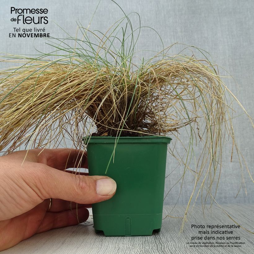 Esemplare di Festuca valesiaca Glaucantha Vasetto da 8/9 cm come consegnato in autunno