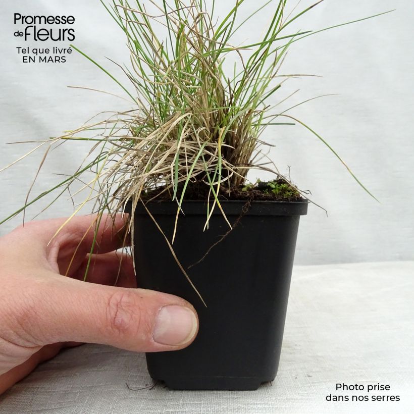 Festuca valesiaca Glaucantha Vasetto da 8/9 cm esemplare consegnato in inverno
