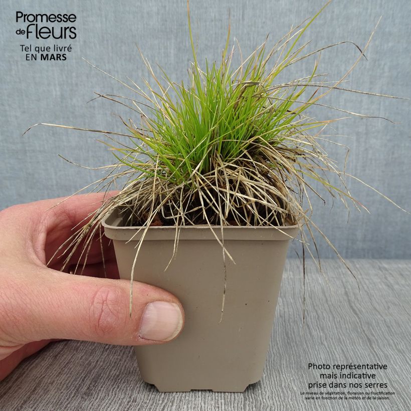 Festuca glauca Golden Toupee - Festuca blu Vasetto da 8/9 cm esemplare consegnato in inverno