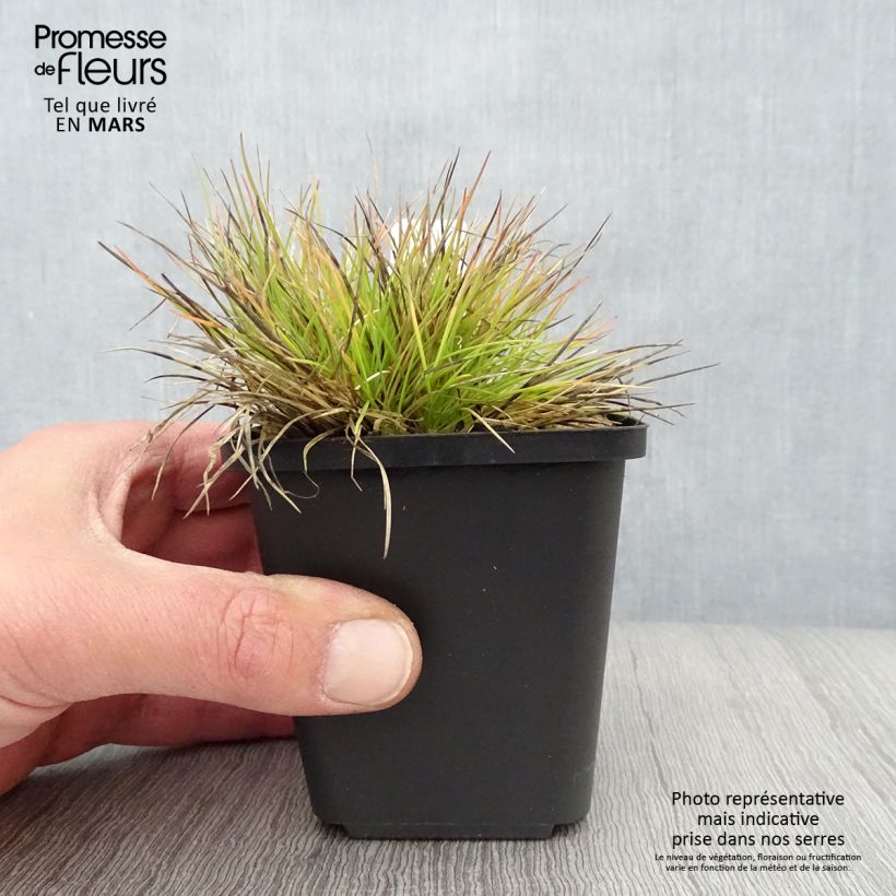 Festuca glauca Golden Toupee - Festuca blu Vasetto da 8/9 cm esemplare consegnato in primavera