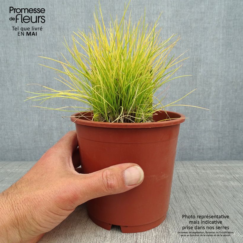 Festuca glauca Golden Toupee - Festuca blu Vaso da 1L/1,5L esemplare consegnato in primavera