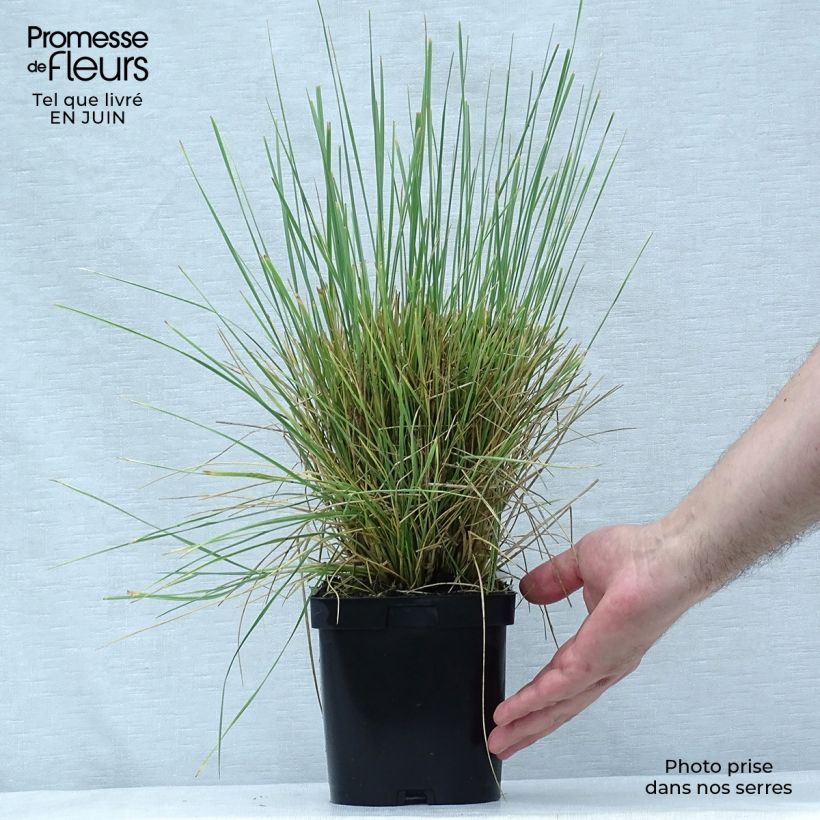 Esemplare di Festuca mairei Vaso da 2L/3L consegnato in estate