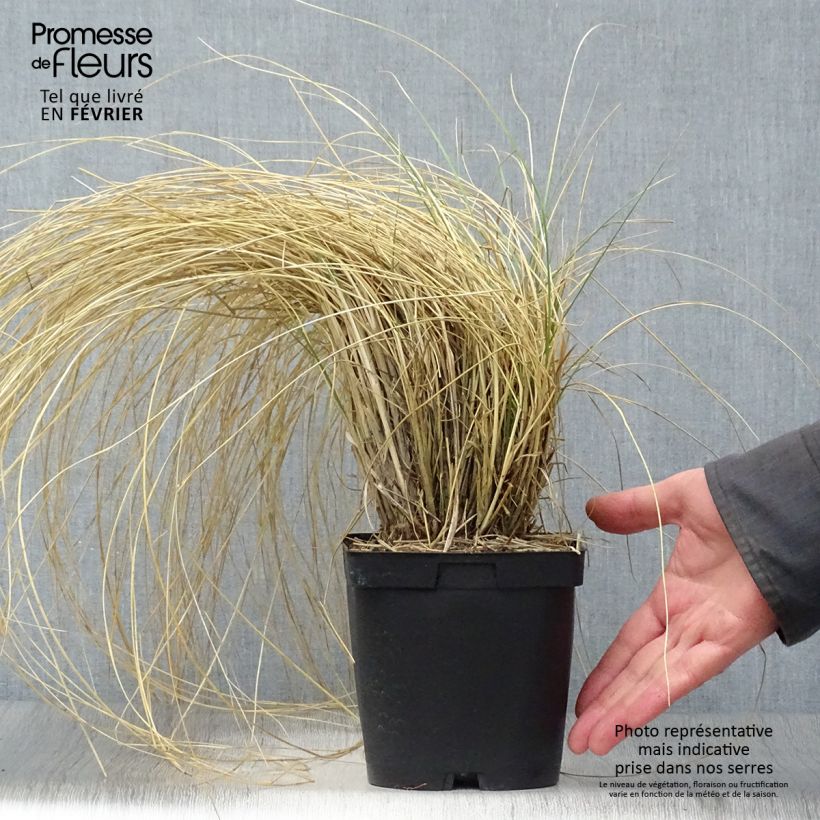 Festuca mairei Vaso da 2L/3L esemplare consegnato in inverno