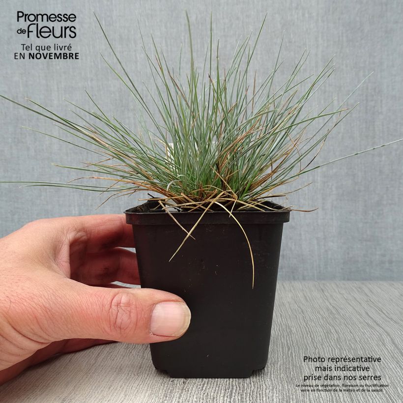 Esemplare di Festuca glauca Elijah Blue - Festuca blu Vasetto da 8/9 cm come consegnato in autunno