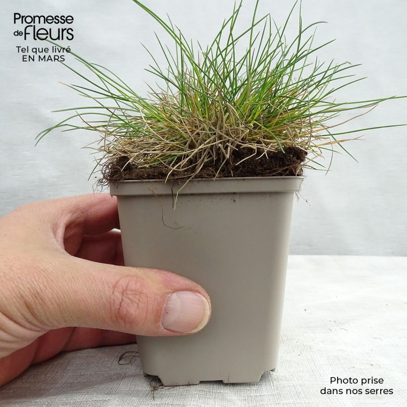 Festuca ovina var. glauca Vasetto da 8/9 cm esemplare consegnato in primavera