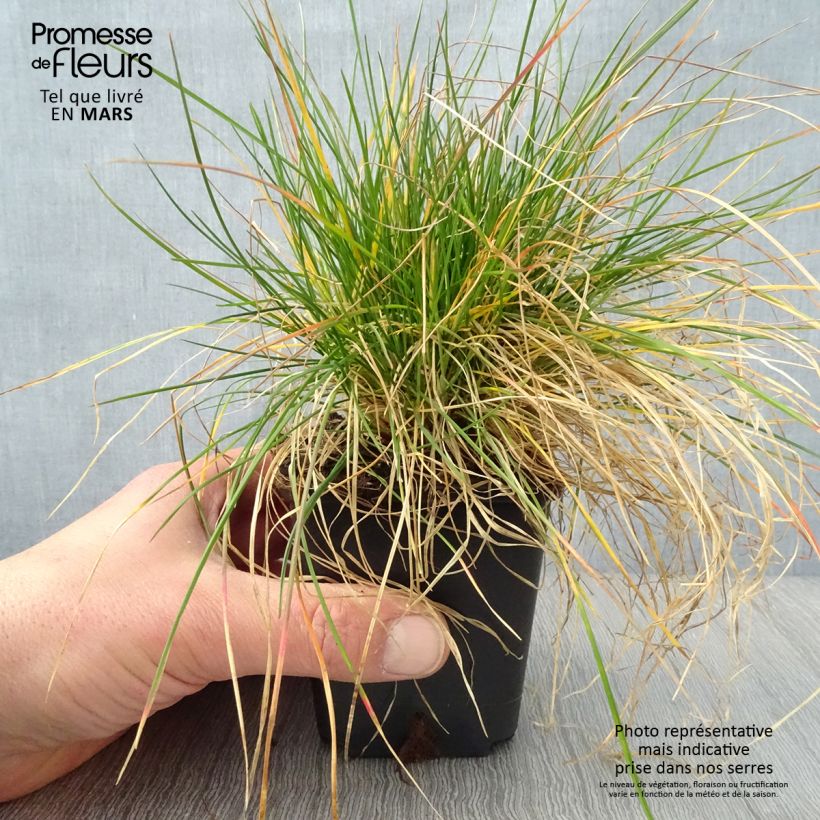 Festuca ovina Vasetto da 8/9 cm esemplare consegnato in primavera