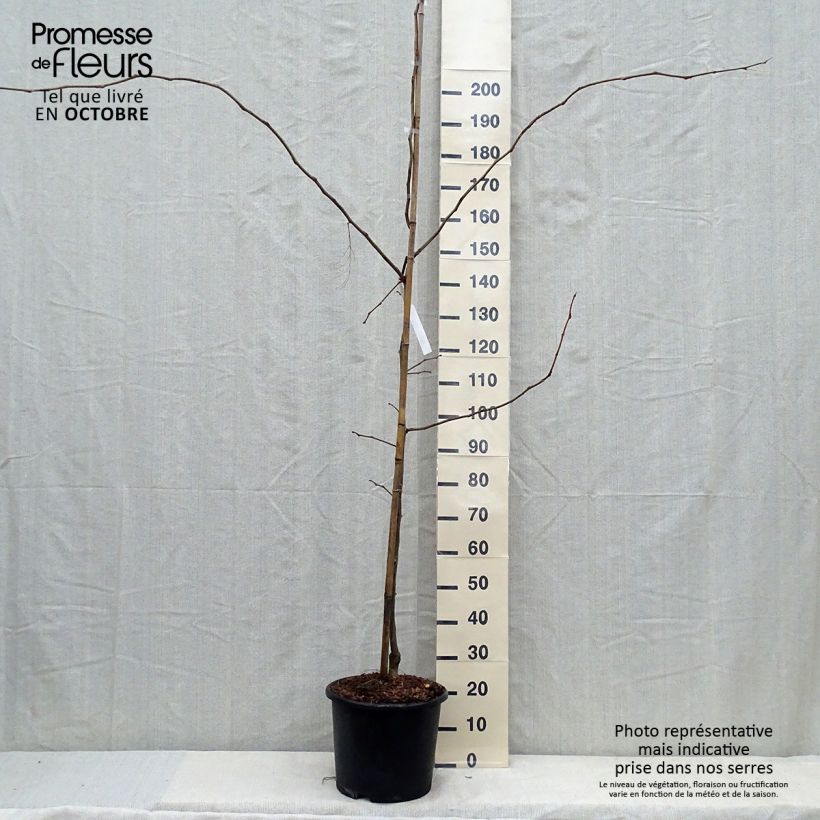 Esemplare di Gleditsia triacanthos f.inermis Sunburst Vaso da 7,5L/10L come consegnato in autunno
