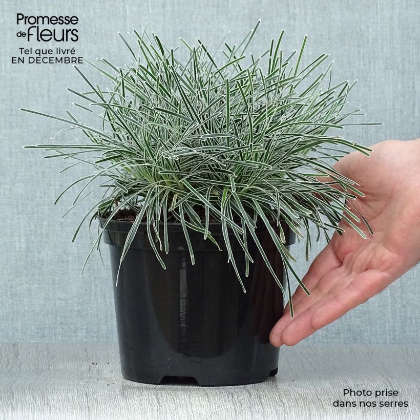 Ficinia truncata Ice Crystal Vaso da 2L/3L esemplare consegnato in inverno