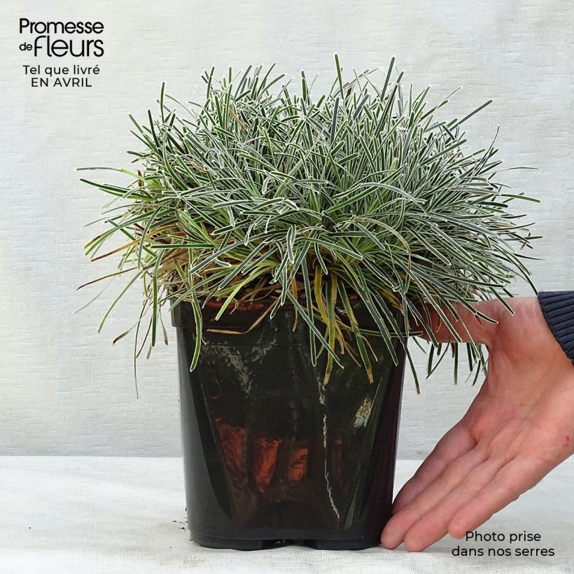 Ficinia truncata Ice Crystal Vaso da 2L/3L esemplare consegnato in primavera