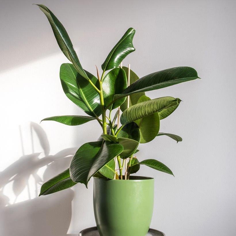 Ficus Robusta - Fico del caucciù (Porto)