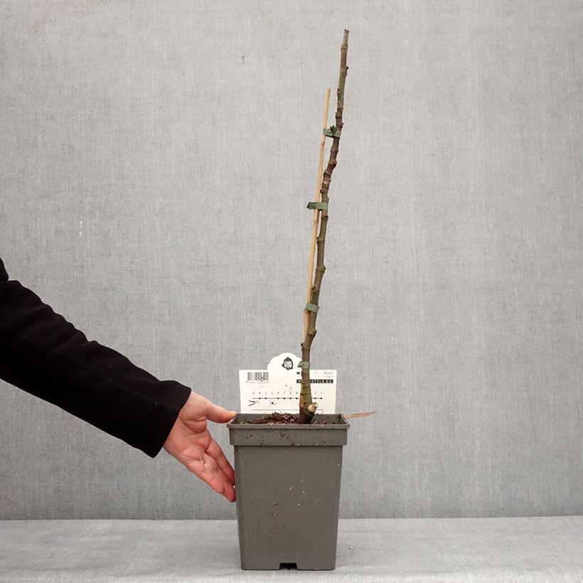 Fico Ice crystal Vaso da 4L/5L, Astone esemplare consegnato in inverno